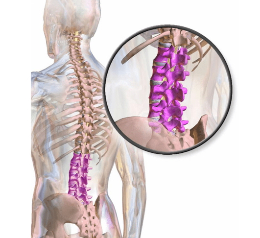 lower back spine